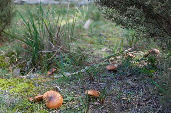 Ätbara svampar i skogen. Svampplockning utomhus aktivit — Stockfoto