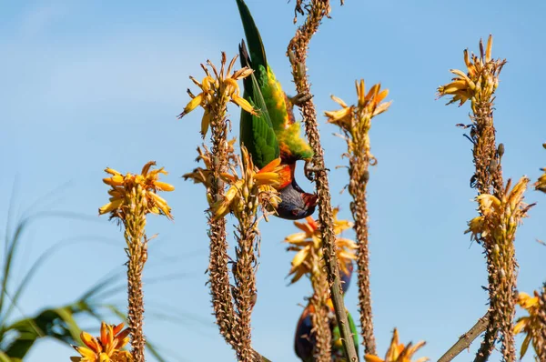 Çiçek açan aloe planında baş aşağı asılı sevimli gökkuşağı lorisi — Stok fotoğraf