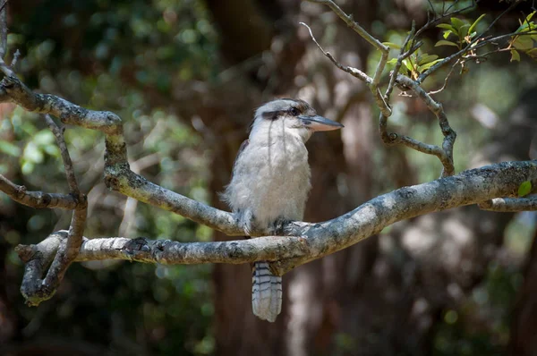 Australian laughing kookaburra sitting on a branch — Stok fotoğraf