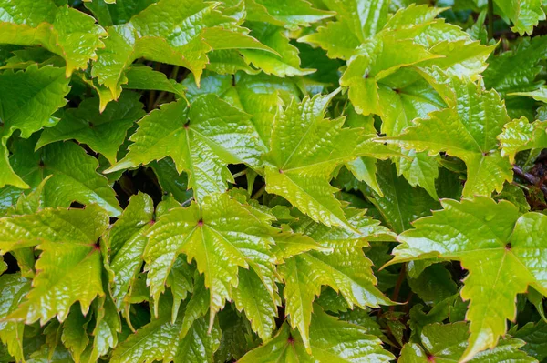 Close up of shiny green grape leaves, vines — 스톡 사진