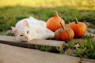 küçük kabak ve sıcak sonbahar günü bir kedi