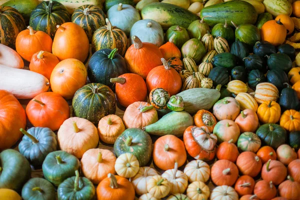 Varietà di zucche e zucche — Foto Stock