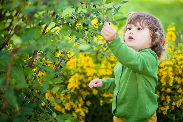 Adorable niña come madreselva de los arbustos — Foto de Stock