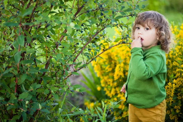 Adorable niña come bayas del arbusto — Foto de Stock