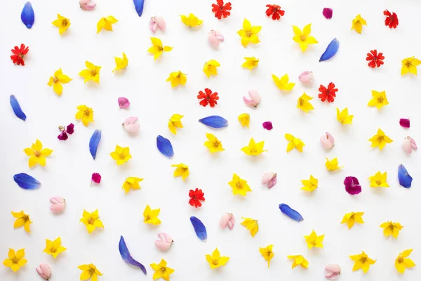 Botanik arka plan çiçeklerle yat: acı bakla, papatya