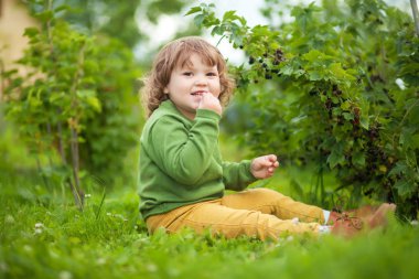 Yürümeye başlayan çocuk kız bush dan Siyah frenk üzümü yiyor. Eğleniyor