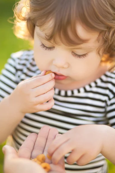 Kisgyermek lány beriies atyák a kezedből eszik — Stock Fotó