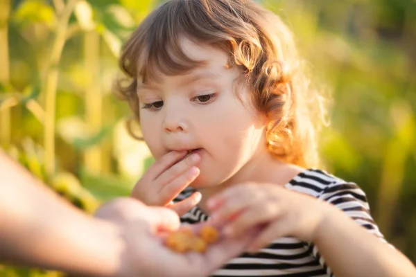 Kleuter meisje eet bessen uit vaders hand — Stockfoto