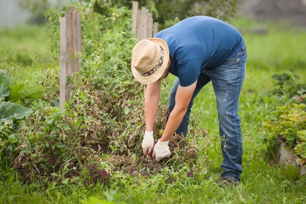 Çiftçi adam eldiven hastalıklı domates bitki kökünden sökmek. Phytophthora mücadele.
