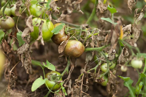 Diseases Of Tomato, late blight. Fighting Phytophthora.