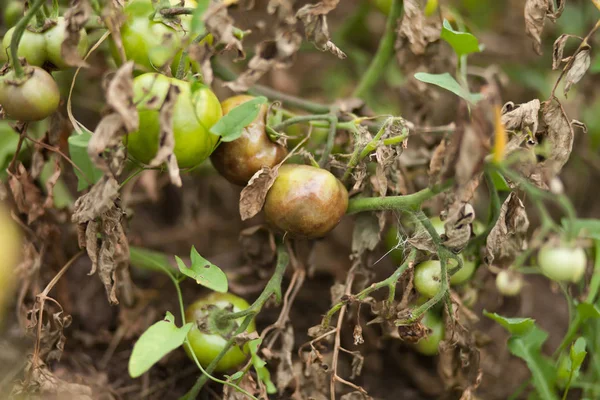 Sjukdomar av tomat, sent blight. Kampen mot Phytophthora. — Stockfoto