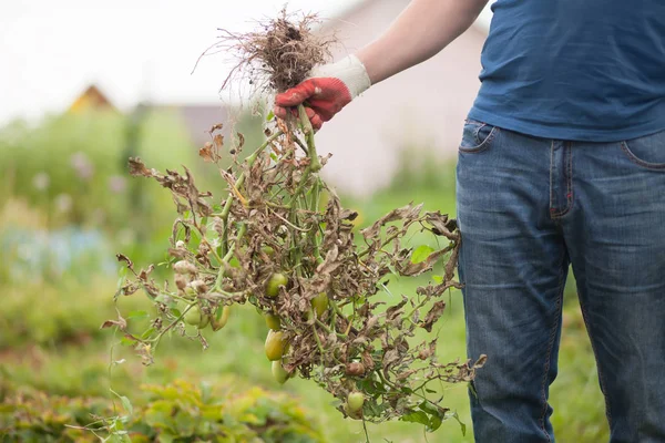 Närbild händer i handskar disroot smittade tomatplantor — Stockfoto