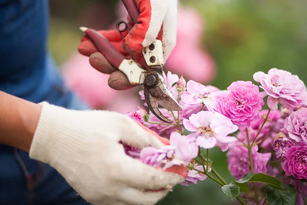 Closeup beyaz eldiven ve secateurs eller budama gül çiçek