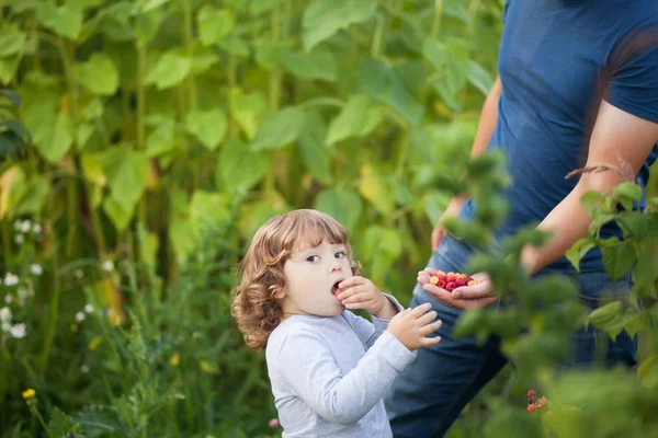 Schattig babymeisje eet rasberry uit vaders hand — Stockfoto
