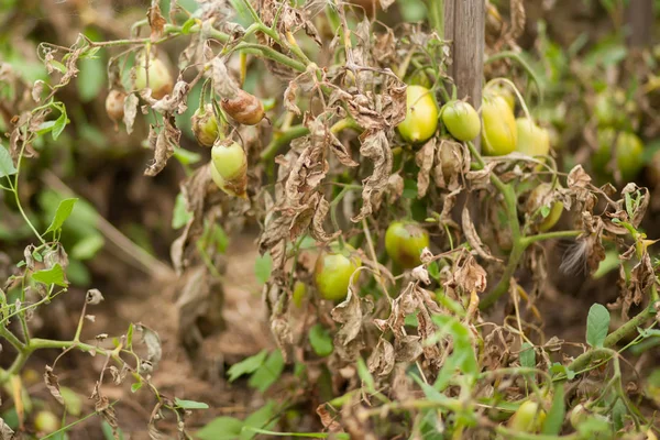 Malattie di pomodoro, tardiva piaga Immagine Stock