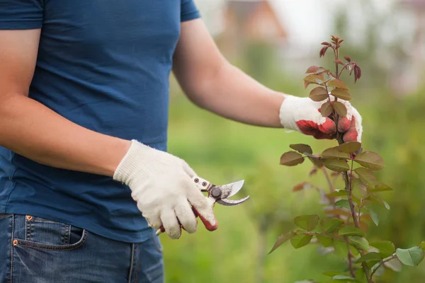 Beyaz eldiven ve gül bush budama secateurs elinde closeup