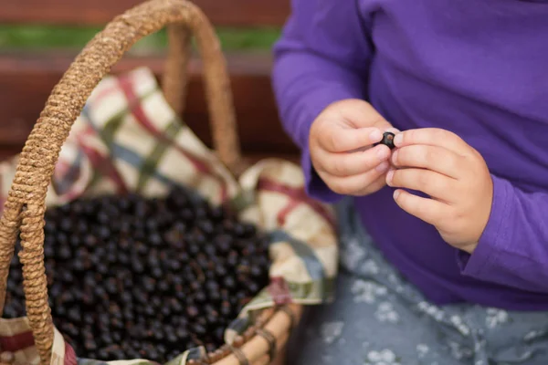 Mand vol zwarte bessen bessen en klein kind handen — Stockfoto