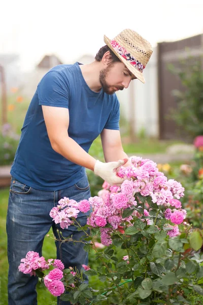 Jardinero con guantes y sombrero de paja poda flores de rosas —  Fotos de Stock