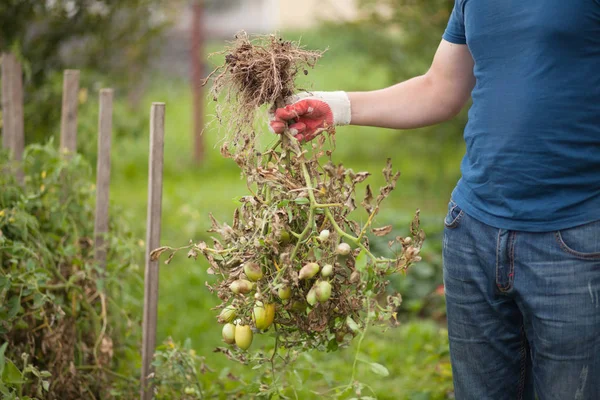 Tomato Stricken Phytophthora (Phytophthora Infestans). — Stock Photo, Image