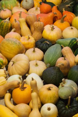 squashes ve kabak çeşitleri.