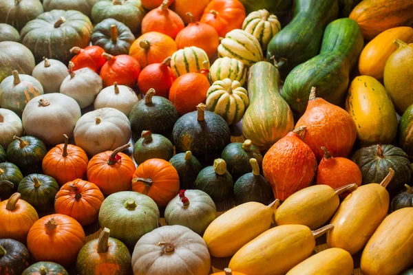 Varietà di zucche e zucche . — Foto Stock