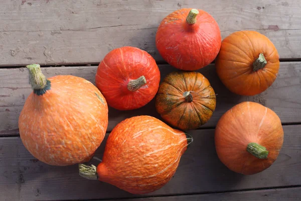 Varieties of squashes and pumpkins. — Stock Photo, Image