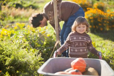 Yürümeye başlayan çocuk kız ve babası el arabası, turuncu kabak hasat.