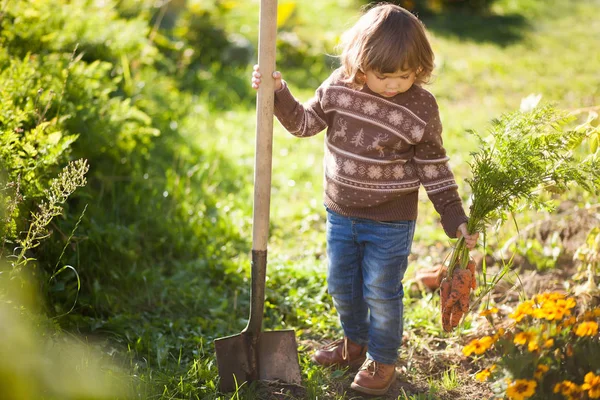 Kleuter meisje met bos van bio-wortelen. — Stockfoto