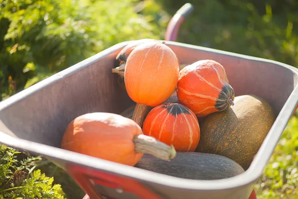 Vieja carretilla con calabazas recién cosechadas, día de otoño . —  Fotos de Stock
