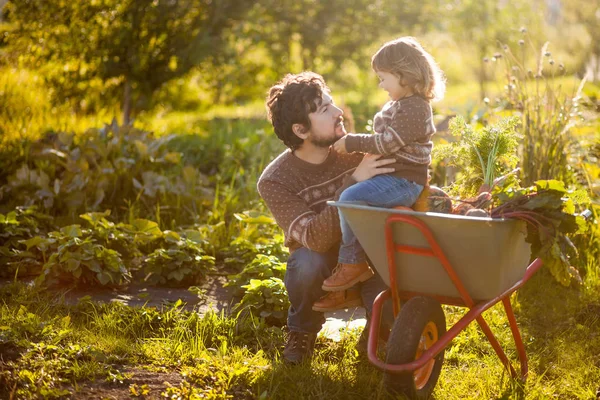 Toddler girl and her father harvesting orange pumpkins at the garden. — Stock Photo, Image