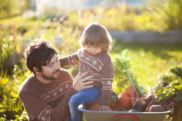 Yürümeye başlayan çocuk kız ve babası Garden turuncu kabak hasat.