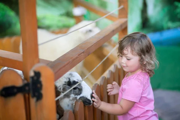 Маленькая девочка кормит овец на ферме . Лицензионные Стоковые Фото