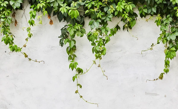 墙上的绿色爬虫植物。背景 — 图库照片