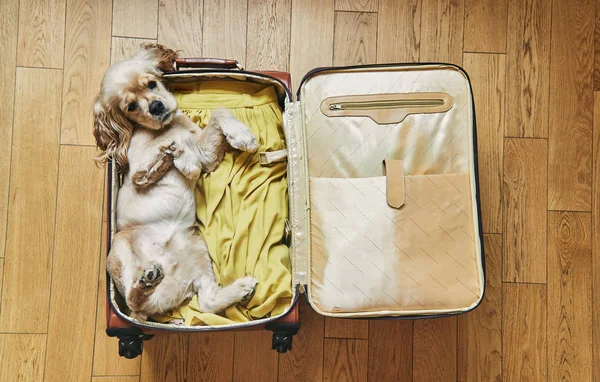 Il cane giace in una valigia. Viaggiare con gli animali — Foto Stock