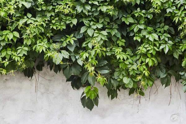 墙上的绿色爬虫植物。背景 — 图库照片