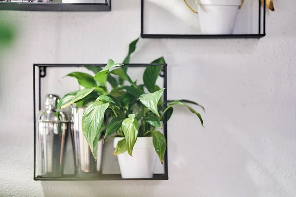Ornamental plants in pots on a shelf. The decor of the interior — Stock Photo, Image