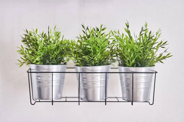 Zierpflanzen in Töpfen auf einem Regal. die Einrichtung des Innenraums. — Stockfoto