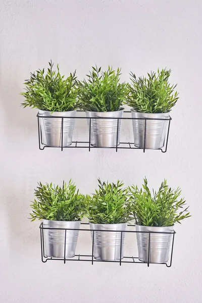 Ornamental plants in pots on a shelf. The decor of the interior. — Stock Photo, Image