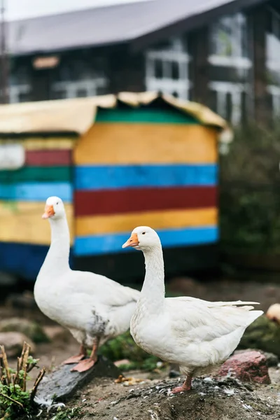 Deux oies blanches dans un zoo. Oiseaux de ferme — Photo