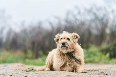Yaşlı bir köpek tımarladı. Zincire vurulmuş köpek