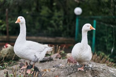 Hayvanat bahçesinde iki beyaz kaz. Çiftlik kuşları