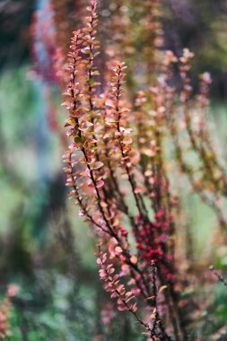 Yeşil-kırmızı fabrika. Yakın plan.