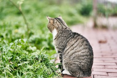 Gri yetişkin kedi kaldırımda oturur.