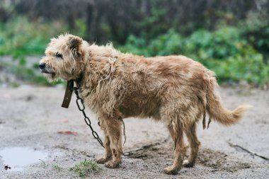 Yaşlı bir köpek tımarladı. Zincire vurulmuş köpek