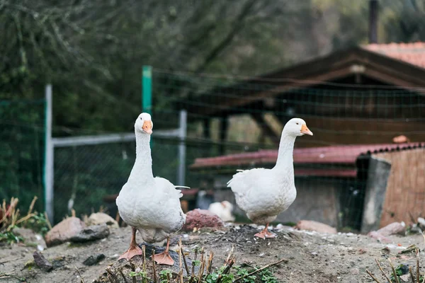 Dos gansos blancos en un zoológico. Aves agrícolas — Foto de Stock