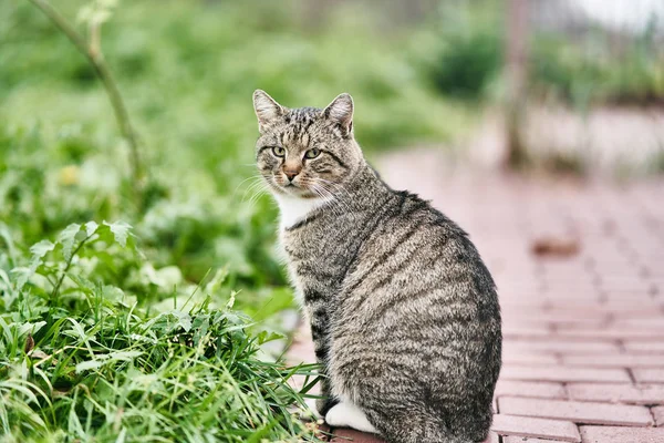 Die graue erwachsene Katze sitzt auf dem Bürgersteig — Stockfoto