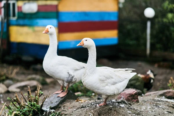 Deux oies blanches dans un zoo. Oiseaux de ferme — Photo