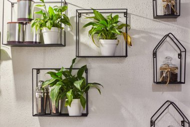 Ornamental plants in pots on a shelf. The decor of the interior clipart