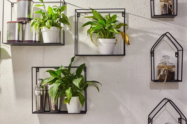 Plantes ornementales dans des pots sur une étagère. Le décor de l'intérieur — Photo