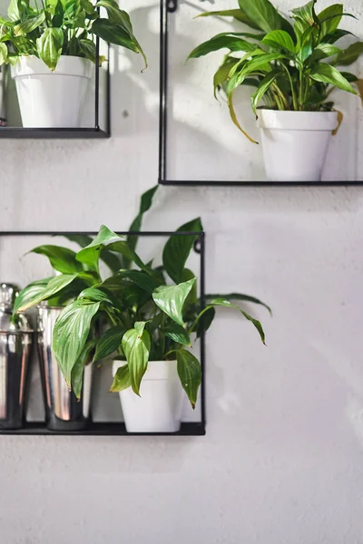 Las plantas ornamentales en los pucheros sobre la balda. La decoración del interior —  Fotos de Stock